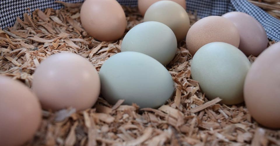 huevos